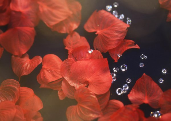 цветок красный