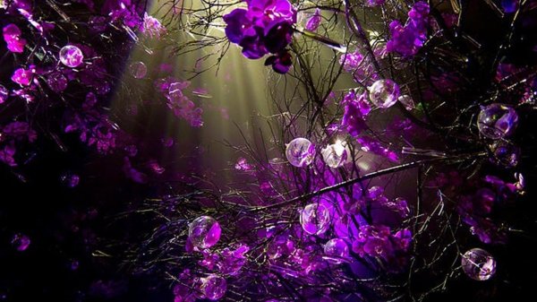 цветок фиолетового цвета