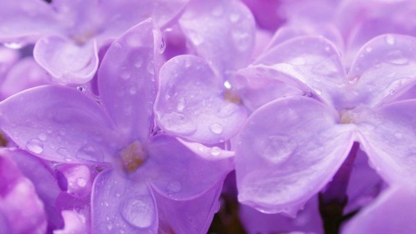 цветок фиолетового цвета