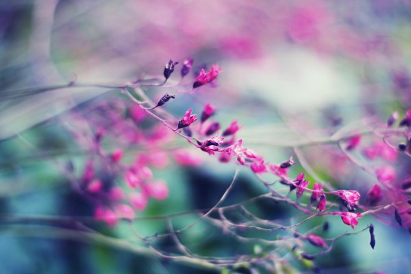 цветочные фоны