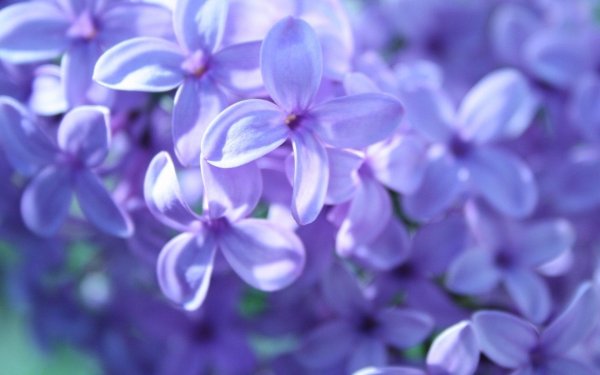 lilac flower