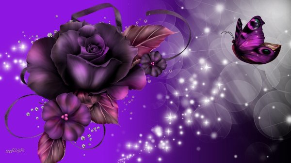 роза сиреневая