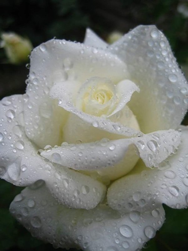 белые розы в росе