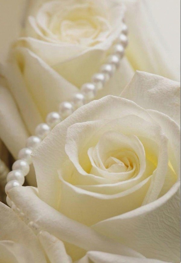 красивый жемчуг