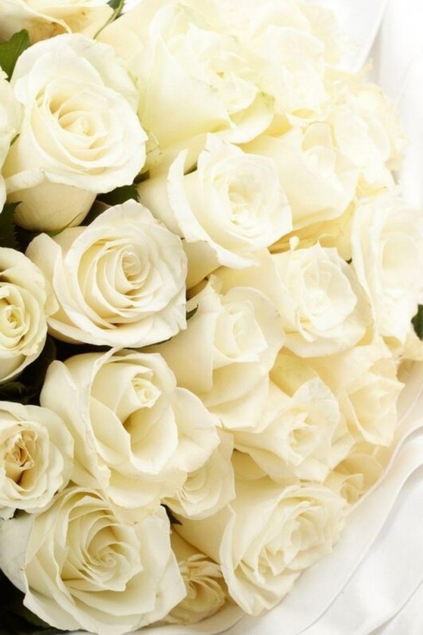 большой букет белых роз