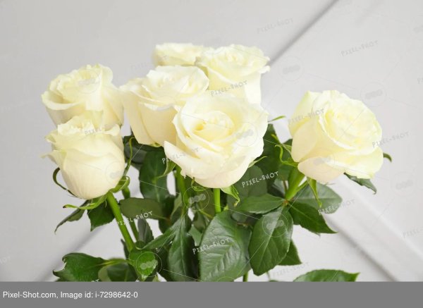 роза мондиаль