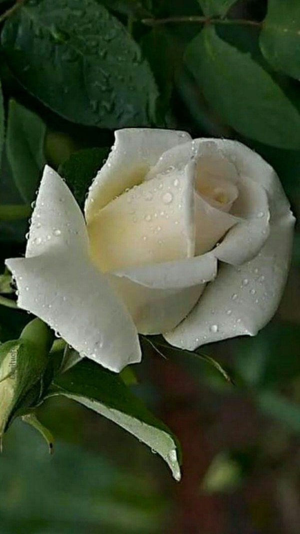 бутон белой розы