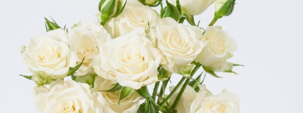 открытка с белыми розами