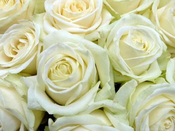 роза аваланж