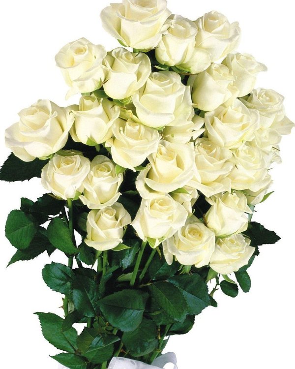 красивые открытки с белыми розами