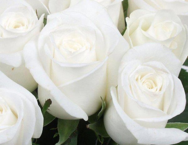 белые розы сорта