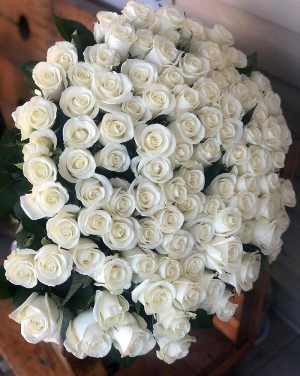 шикарный букет белых роз