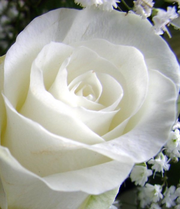 красивые цветы белые