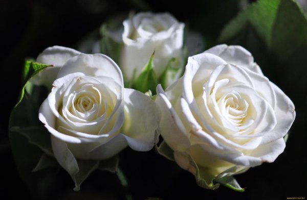 роза грин даймонд