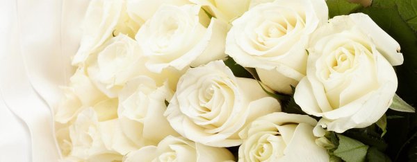 красивые открытки с белыми розами