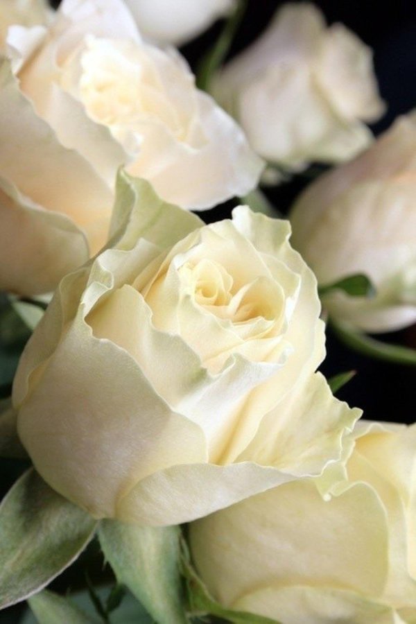 роза мондиаль