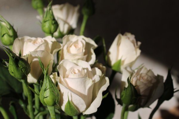 роза нейчерз уайт