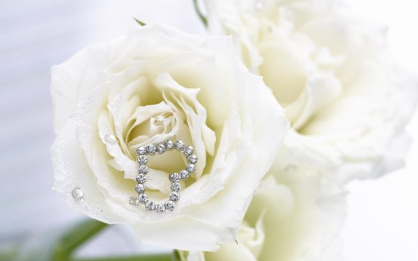 красивые белые цветы