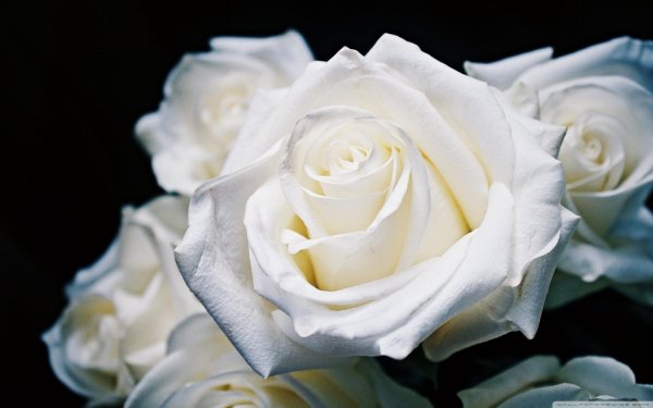 роза белый триумф