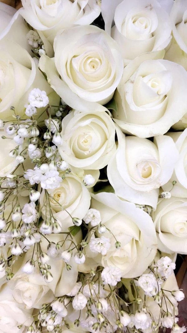 белые цветки