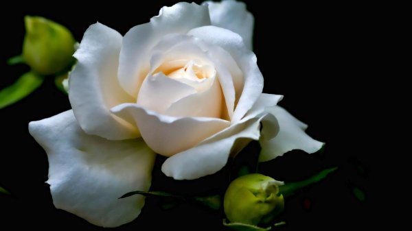 бутон белой розы