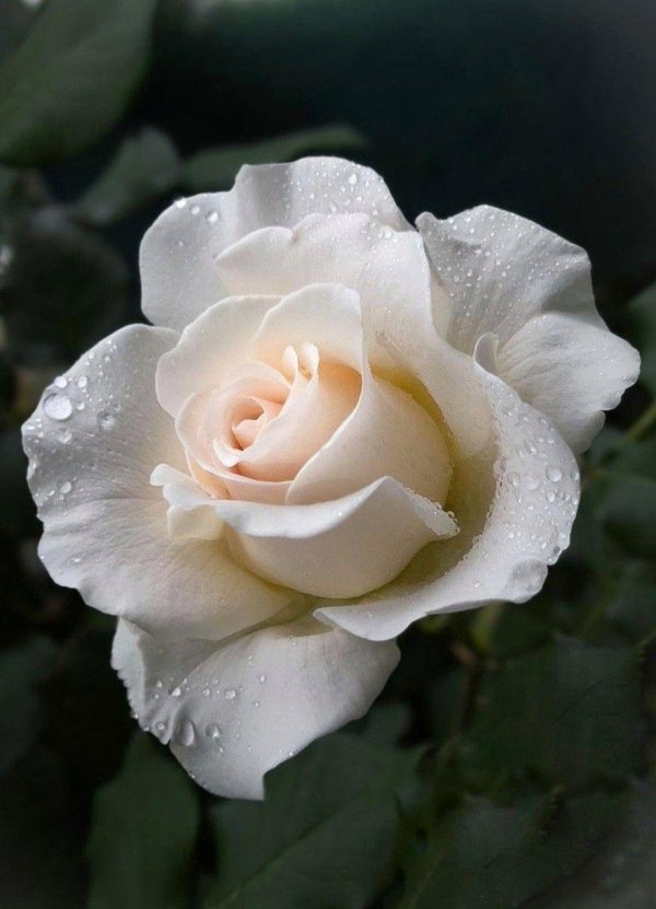 русроза солнечногорск