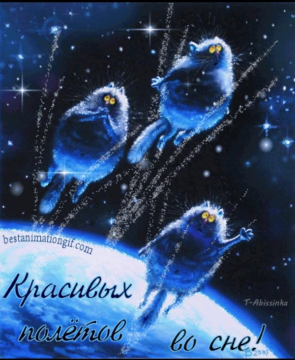 синие коты зенюк
