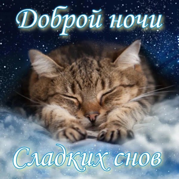 спокойной ночи котик