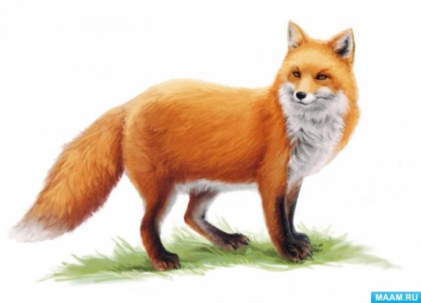 лиса на белом фоне