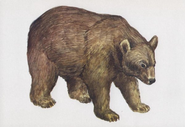 медведи бурые