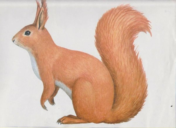 белка рисунки