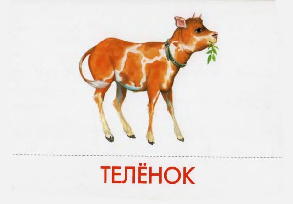 домашние животные теленок