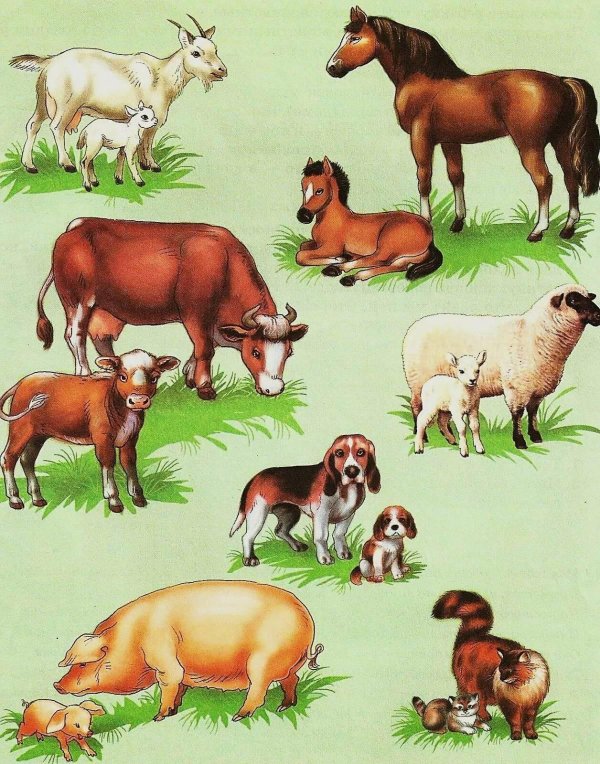 домашние животные и их детеныши