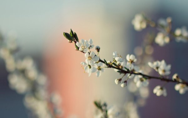 весенние фоны