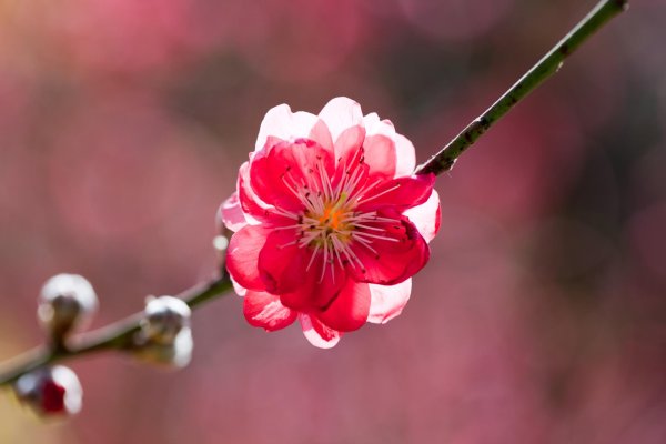 японская слива умэ