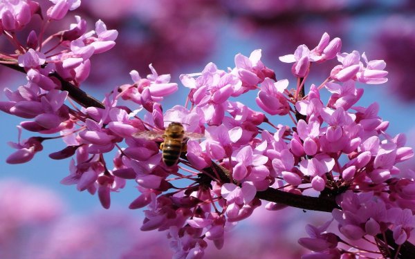 пчела красивая