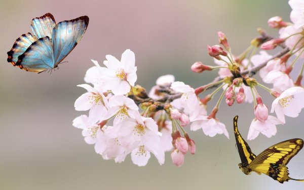 бабочка весной