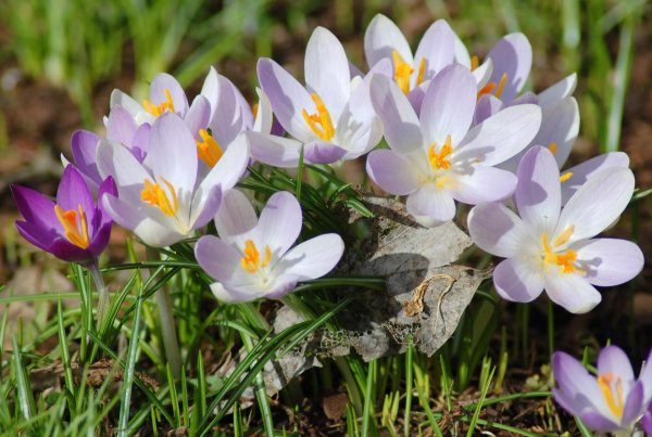 крокусы первоцветы