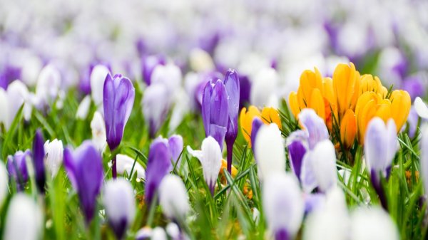 первоцветы подснежники крокусы гиацинты