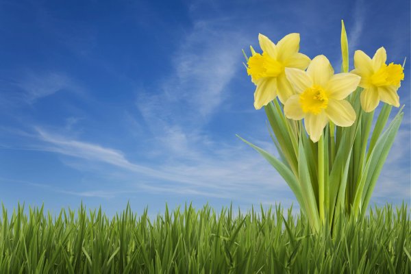 нарциссы на фоне неба