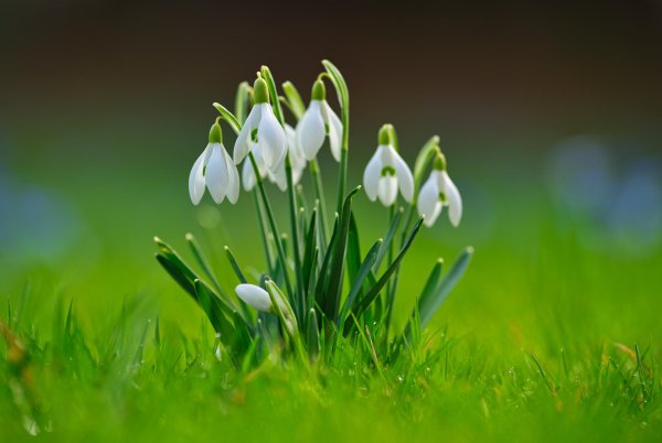 первоцветы галантусы