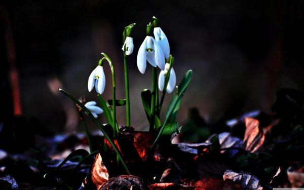 красивые подснежники