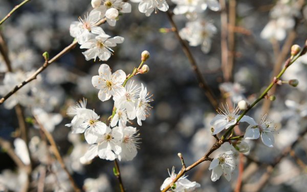 терновник цветет