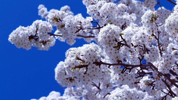 цветущие деревья