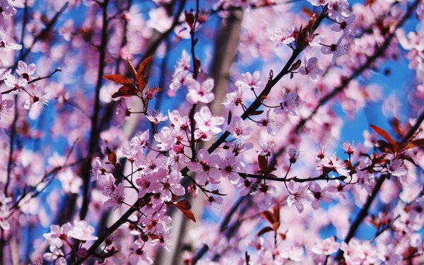 цветет вишня