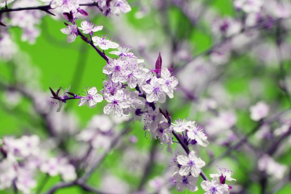 красота весны