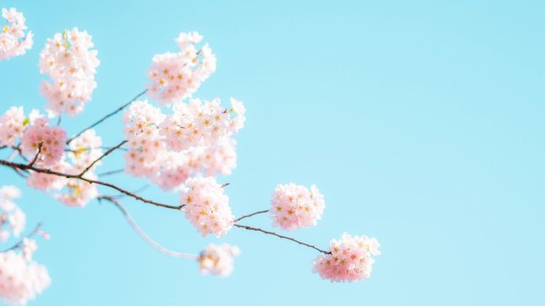 сакура цветки