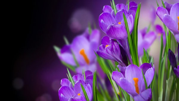 крокусы сиреневые