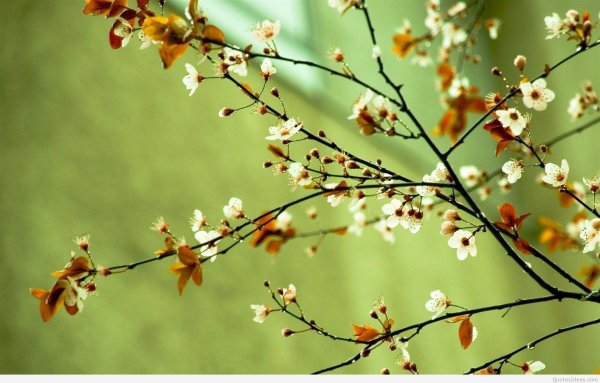 весенняя природа