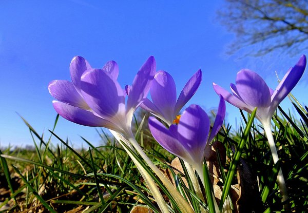 голубые крокусы